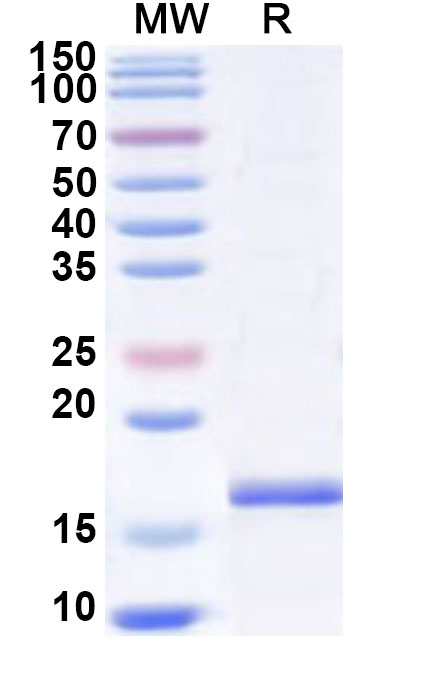 SDS-PAGE for Human CD371/CLEC12A Recombinant Protein, N-His