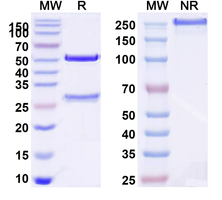 SDS-PAGE for Human CD38 (38SB19) Monoclonal Antibody