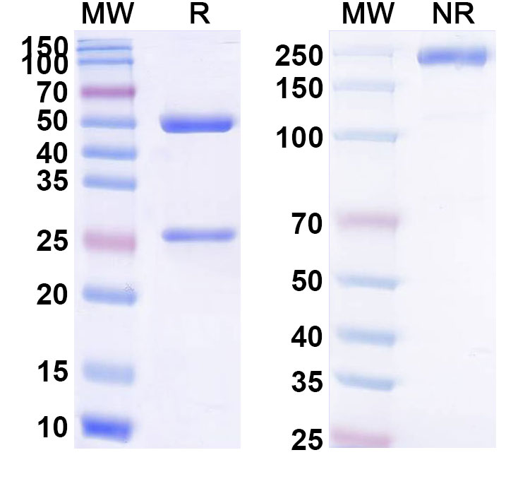 SDS-PAGE for Human CD3E Monoclonal Antibody