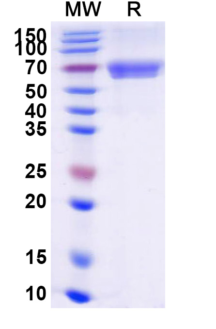 SDS-PAGE for Human CD40/TNFRSF5 Recombinant Protein, C-Fc