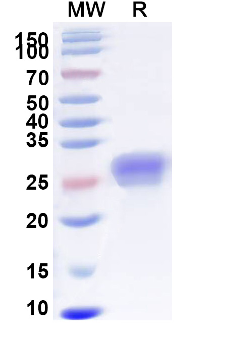 SDS-PAGE for Human CD40: Tumor necrosis factor receptor superfamily member 5(TNFRSF5) recombinant protein