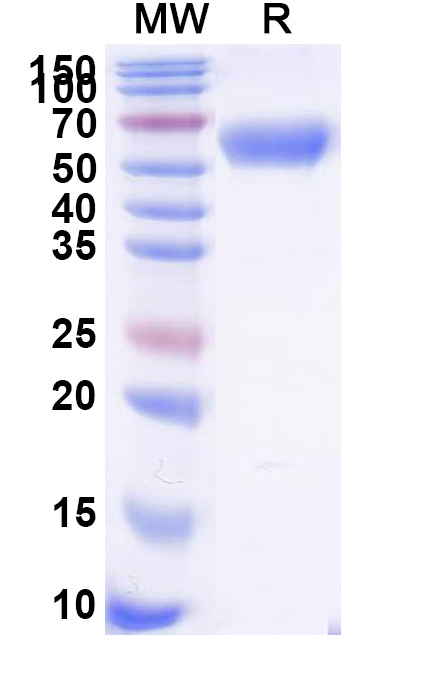SDS-PAGE for Human CD47/MER6 Recombinant Protein, C-Fc