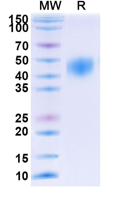 SDS-PAGE for Human CD48 recombinant protein