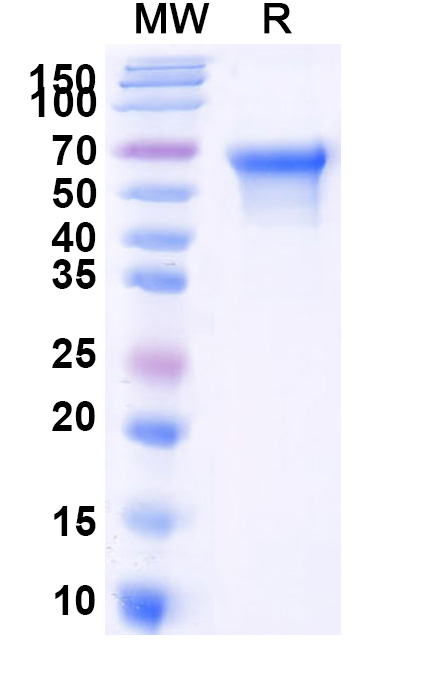SDS-PAGE for Human CD55 recombinant protein