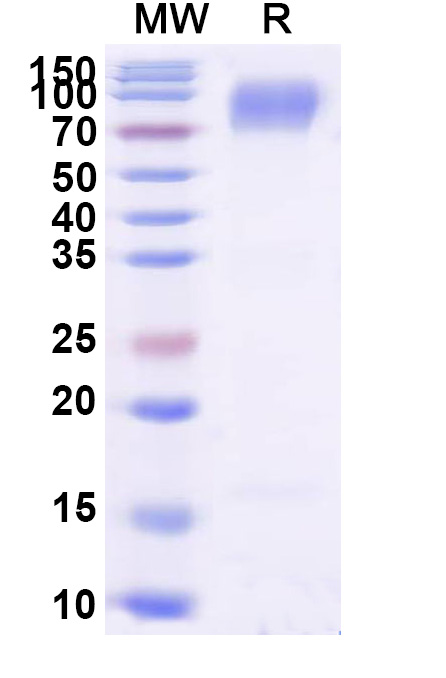 SDS-PAGE for Human CD66a/CEACAM1 Recombinant Protein, C-Fc