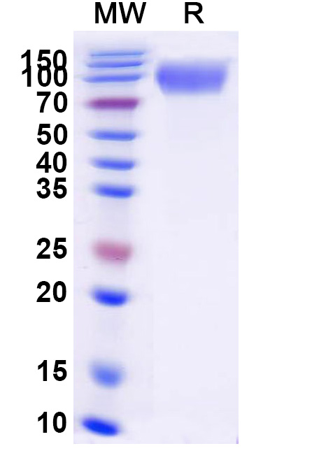 SDS-PAGE for Human CD66b/CEACAM8 Recombinant Protein, C-Fc