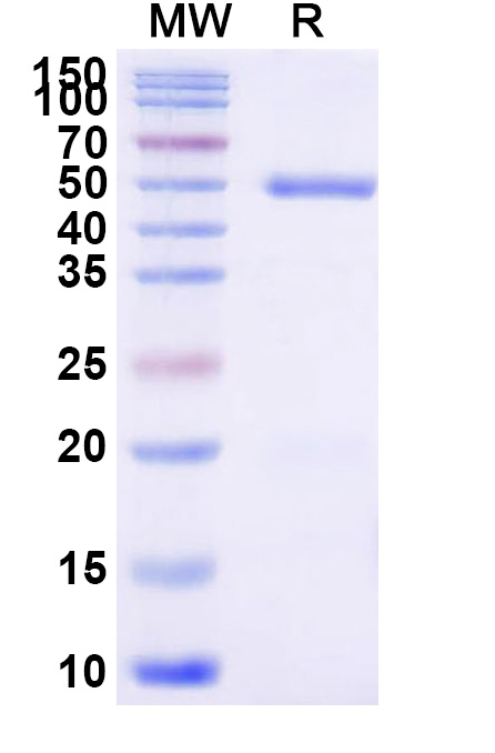 SDS-PAGE for Human CD66d/CEACAM3 Recombinant Protein, C-Fc