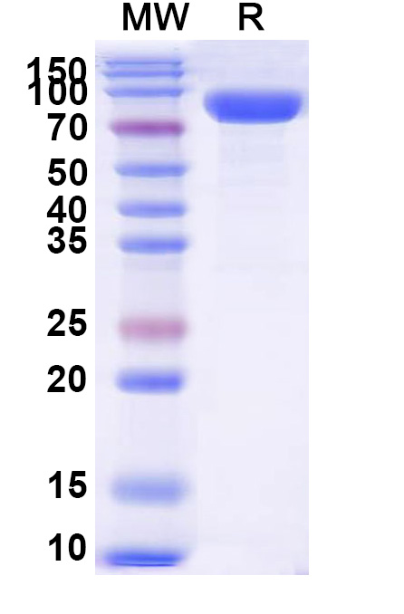 SDS-PAGE for Human CD66f/PSG1 Recombinant Protein, C-Fc