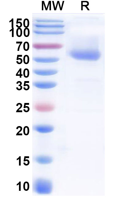 SDS-PAGE for Human Cerebellin-2/CBLN2 Recombinant Protein, C-Fc