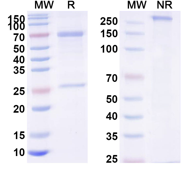SDS-PAGE for Human IgD, kappa Isotype Control antibody (HyHEL-10)