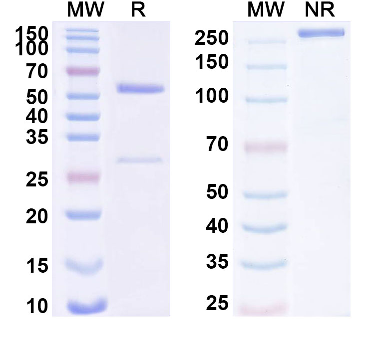 SDS-PAGE for Human IgG1 (N298A) Isotype Control antibody (13R4)