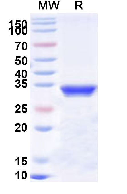 SDS-PAGE for Human ITGA3/CD49c Recombinant Protein, N-His