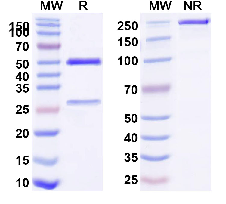 SDS-PAGE for Human PTK7/CCK-4 Monoclonal Antibody