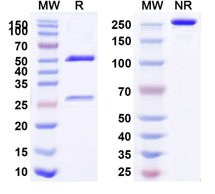 SDS-PAGE for Human STAB1/Stabilin-1 Monoclonal Antibody