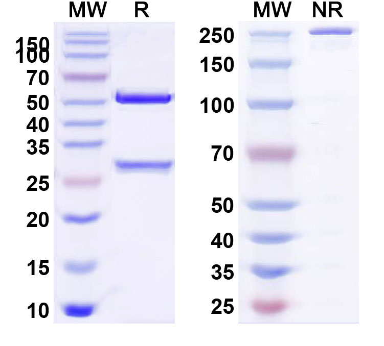 SDS-PAGE for Human TGFB1/TGF-beta-1 & LRRC32/GARP Monoclonal Antibody