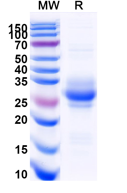 SDS-PAGE for Human TNFSF9 recombinant protein