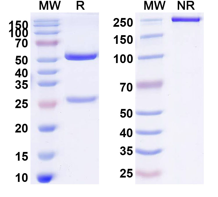 SDS-PAGE for Human TRDV1/TCR VD 1 Monoclonal Antibody