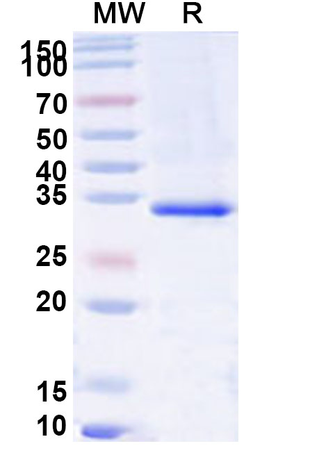 SDS-PAGE for Human TSPAN13 Recombinant Protein, N-GST & C-His