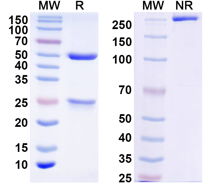 SDS-PAGE for Humanized DQB1-FL8 Biosimilar - Anti-HLA-DQB mAb - Research Grade