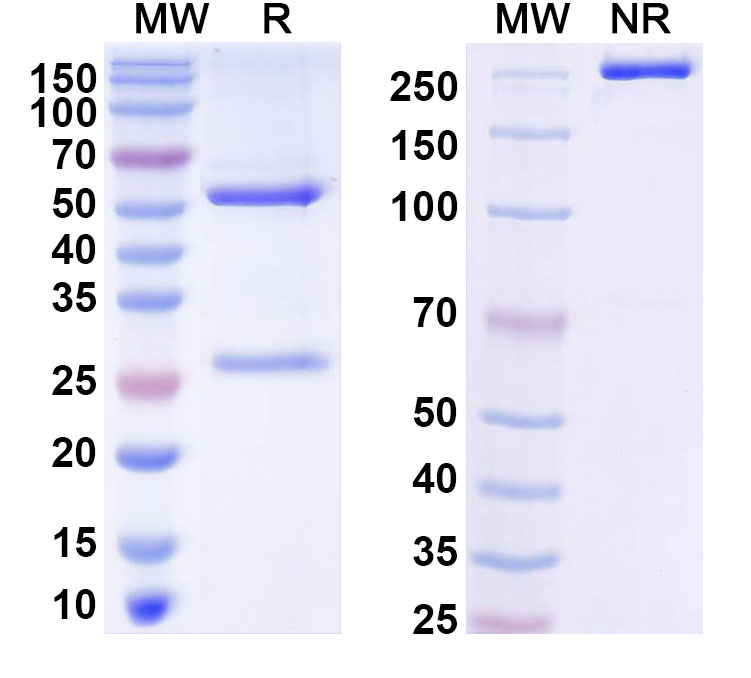 SDS-PAGE for Humanized HLA-G-0104 Biosimilar - Anti-HLA-G mAb - Research Grade