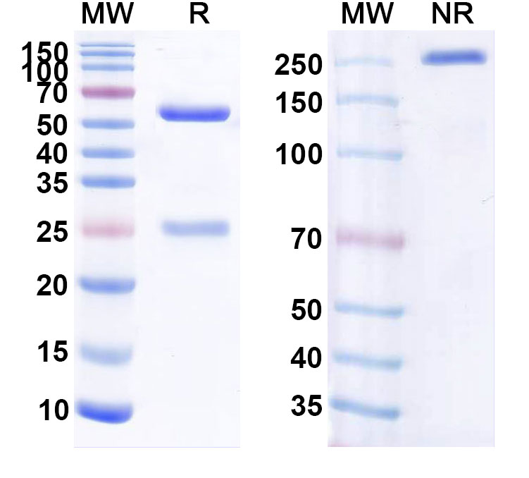 SDS-PAGE for HuMax-IL15 Biosimilar - Anti-IL15 mAb - Research Grade