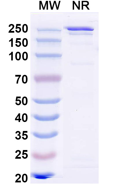 SDS-PAGE for Research Grade Ibentatug
