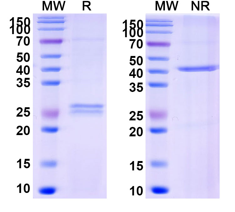 SDS-PAGE for Idarucizumab Biosimilar - Anti-dabigatran etexilate mesylate mAb - Research Grade