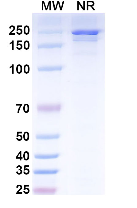 SDS-PAGE for Ifabotuzumab Biosimilar - Anti-EPHA3 mAb - Research Grade