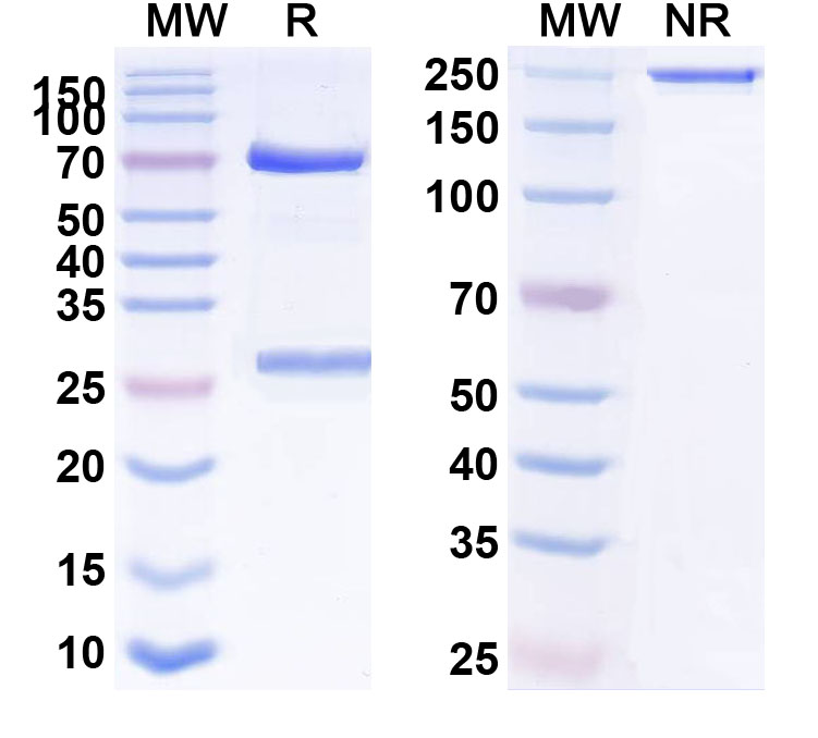 SDS-PAGE for IGHE Monoclonal Antibody TES-C21