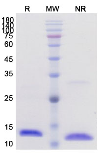 SDS-PAGE for IL2 Protein - Interleukin-2 Protein (IL2)