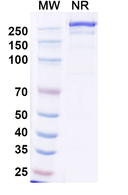 SDS-PAGE for Research Grade Iluzanebart