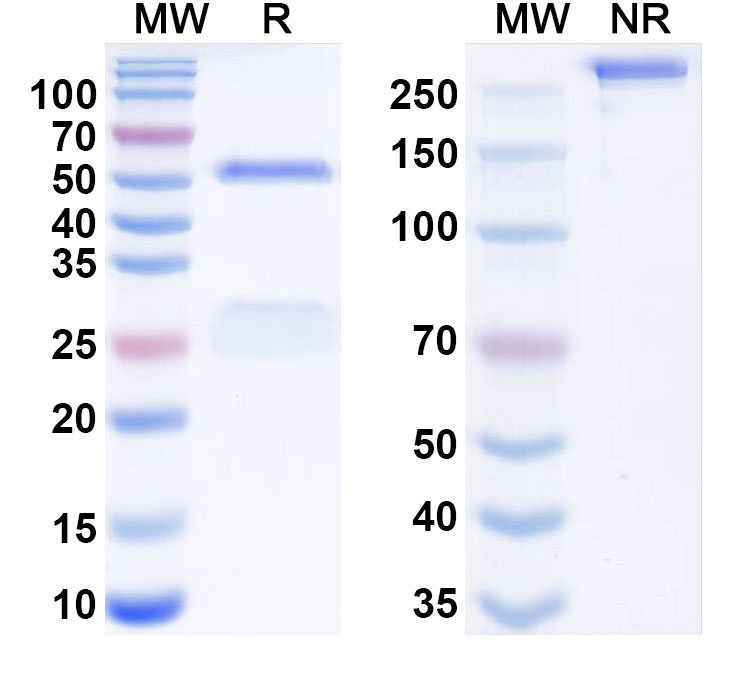 SDS-PAGE for Imaprelimab Biosimilar - Anti-CD146;MCAM mAb - Research Grade