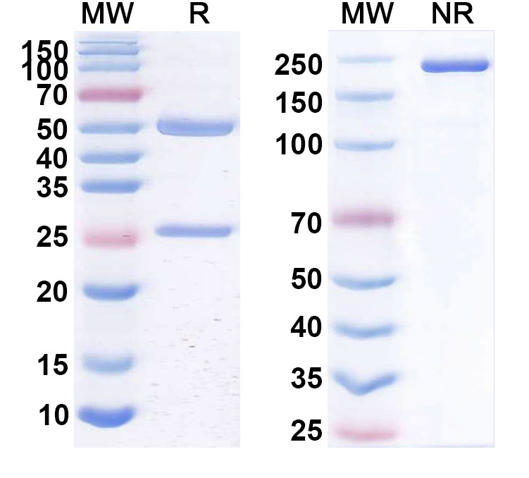 SDS-PAGE for Anti-Human CD309;KDR;VEGFR-2 (IMC-1C11) Biosimilar - Anti-CD309;VEGFR-2 mAb - Research Grade