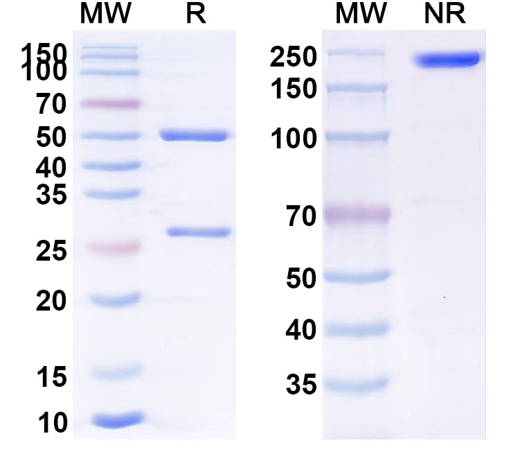 SDS-PAGE for Imciromab Biosimilar - Anti-Myosin, Cardiac mAb - Research Grade