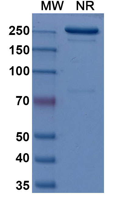 SDS-PAGE for Imelciment Biosimilar - Research Grade