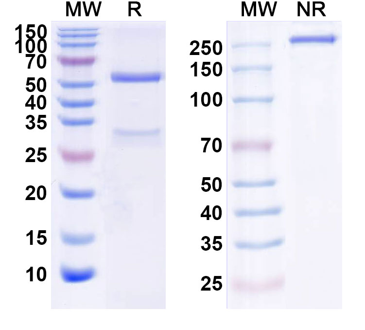SDS-PAGE for Imgatuzumab Biosimilar - Anti-EGFR;ERBB1 mAb - Research Grade