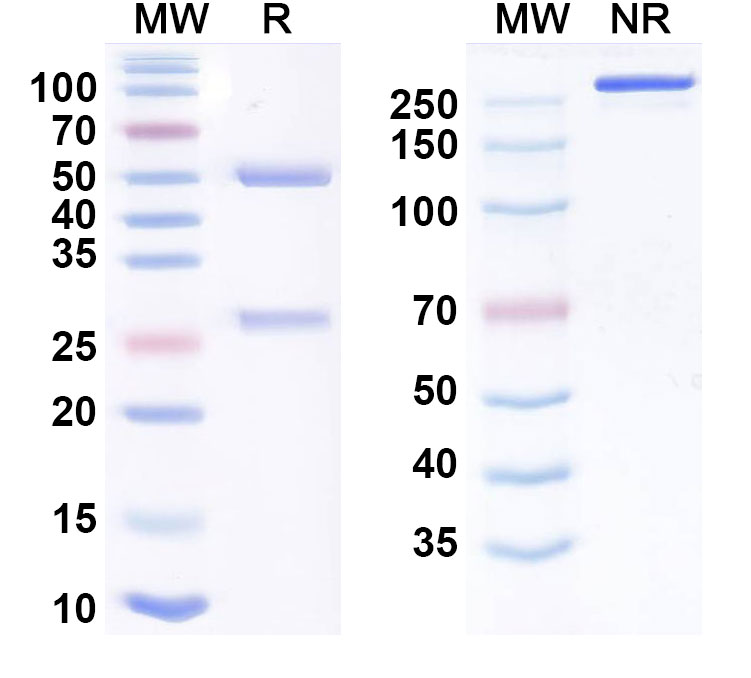 SDS-PAGE for Imneskibart Biosimilar - Research Grade