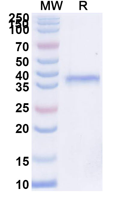 SDS-PAGE for Research Grade Inbakicept