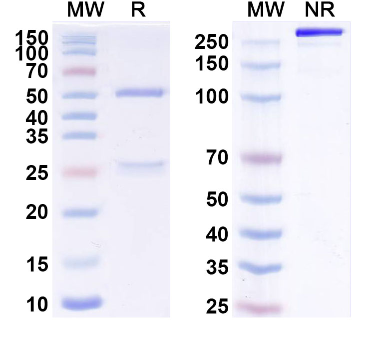 SDS-PAGE for Indatuximab Biosimilar - Anti-CD138;SDC1 mAb - Research Grade