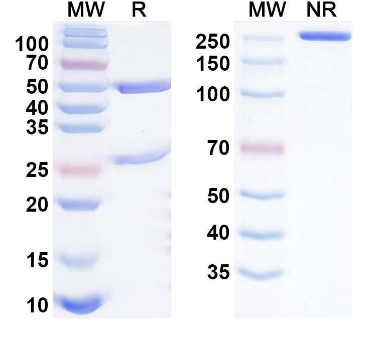 SDS-PAGE for Indemakitug Biosimilar - Research Grade