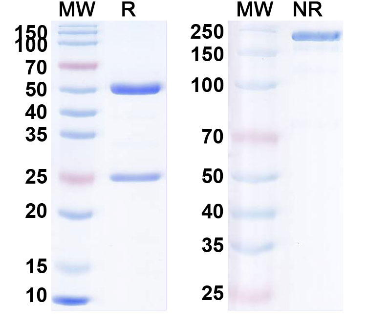 SDS-PAGE for Indusatumab  Biosimilar - Anti-GUCY2C mAb - Research Grade