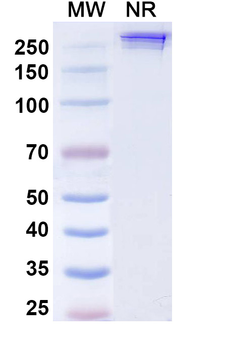SDS-PAGE for Inezetamab Biosimilar - Anti-CD40,MSLN mAb - Research Grade