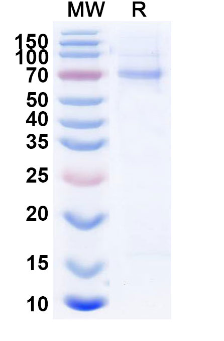 SDS-PAGE for Influenza A virus (strain A/Hong Kong/5/1983 H3N2) Influenza A virus NP/Nucleoprotein  recombinant protein