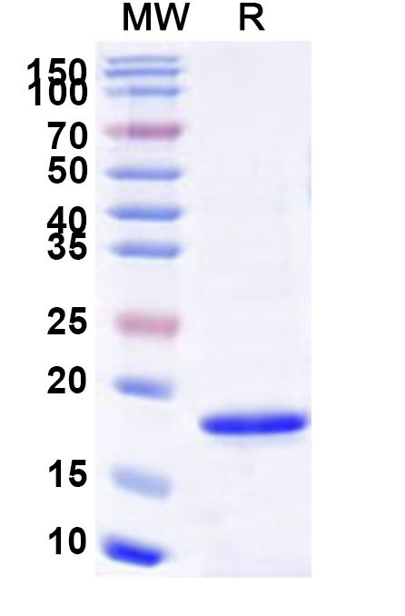 SDS-PAGE for Interleukin-10（IL10）