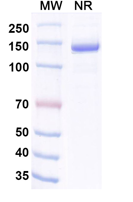 SDS-PAGE for Invikafusp Alfa Biosimilar - Research Grade