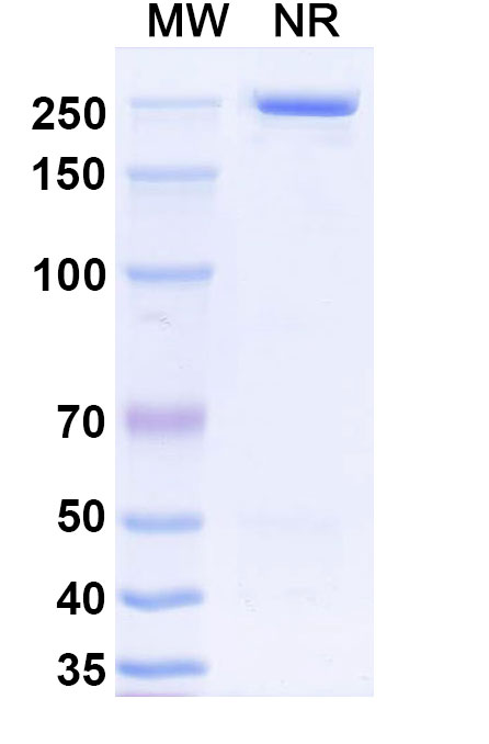 SDS-PAGE for InVivo Plus Anti-Mouse CD274/PD-L1/B7-H1 Antibody (10F.9G2)