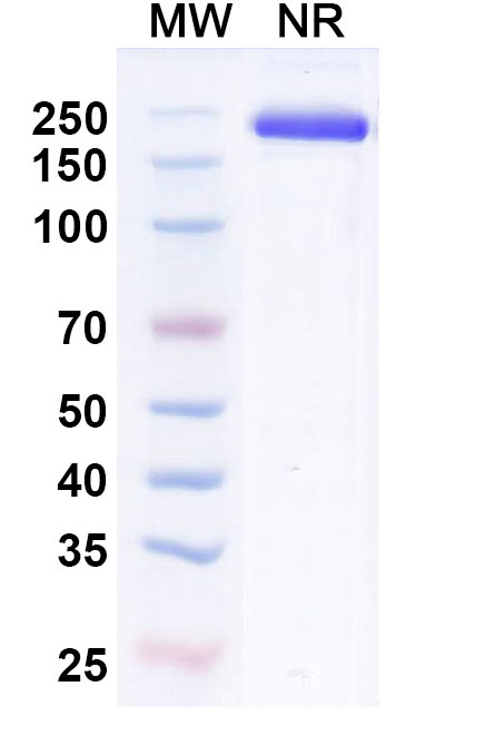 SDS-PAGE for InVivo Plus Anti-Mouse CD279/PDCD1/PD1 Antibody (RMP1-14)