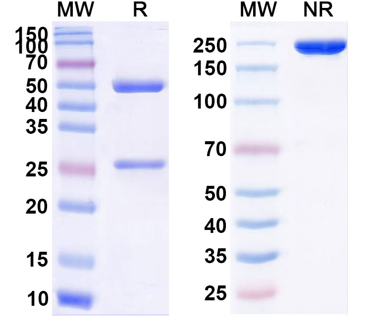 SDS-PAGE for InVivo Plus Anti-Mouse CD40/TNFRSF5 Antibody (FGK45)