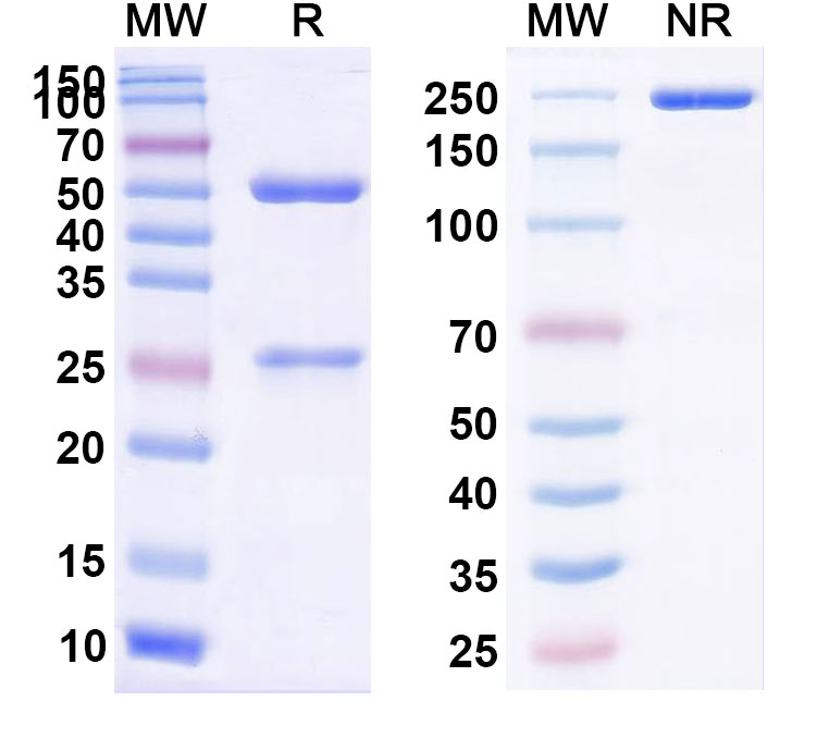 SDS-PAGE for InVivo Plus Anti-Mouse CD8a/Lyt2 Antibody (2.43)