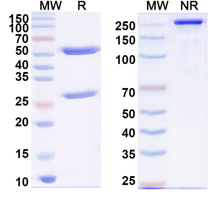 SDS-PAGE for InVivoMAb Anit-DENV2 Protein prM/prM Antibody (prM13)